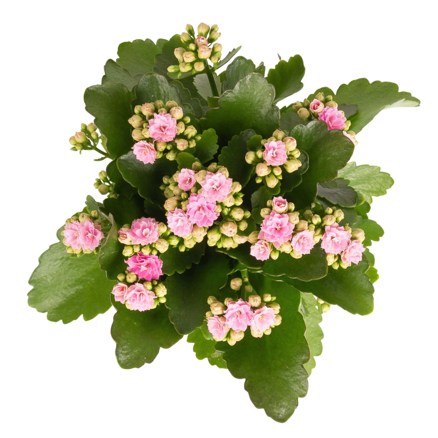 Kalanchoe 'Calandiva'®, Weiß & Rosa, Topf-Ø 12 Cm, Höhe Ca. 20-30 Cm, 6er-Set – Bild 4