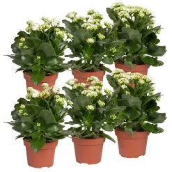 Kalanchoe 'Calandiva'®, Weiß, Topf-Ø 12 Cm, Höhe Ca. 27,5 Cm, 6er-Set