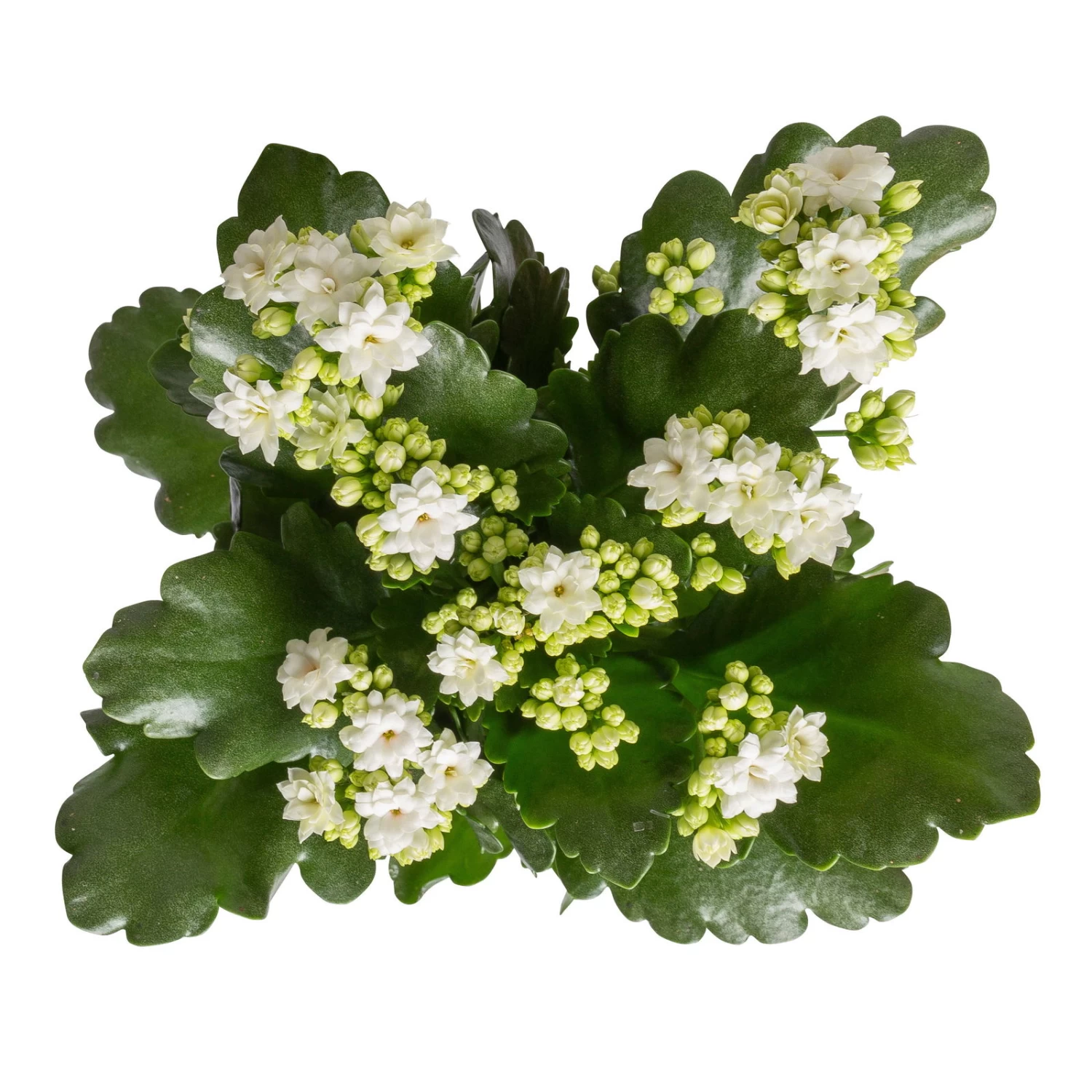 Kalanchoe 'Calandiva'®, Weiß & Rosa, Topf-Ø 12 Cm, Höhe Ca. 20-30 Cm, 6er-Set – Bild 2