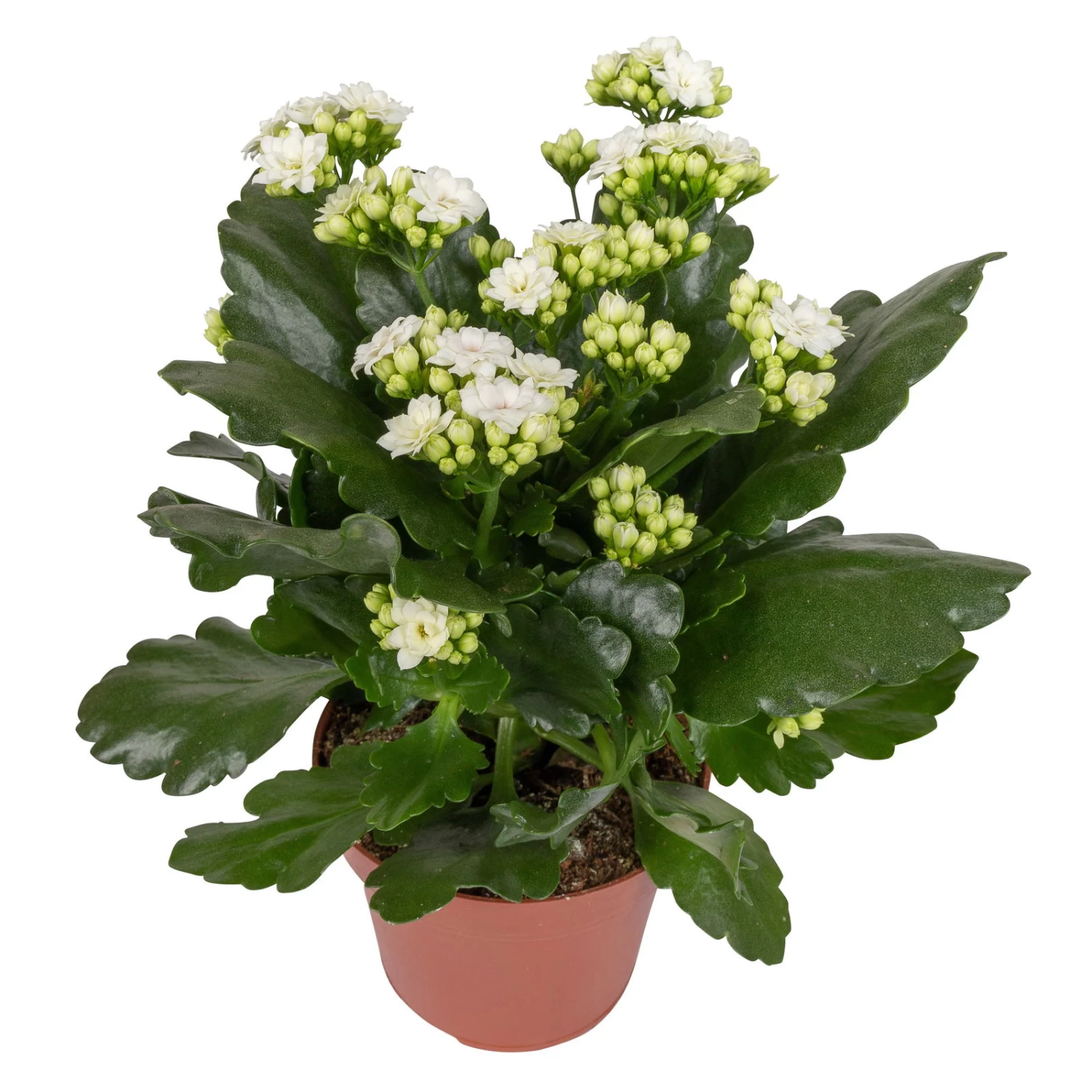 Kalanchoe 'Calandiva'®, Weiß & Rosa, Topf-Ø 12 Cm, Höhe Ca. 20-30 Cm, 6er-Set – Bild 3