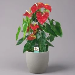 Flamingoblume 'Dakota', Rot, Topf-Ø 26 Cm, Höhe Ca. 80 Cm