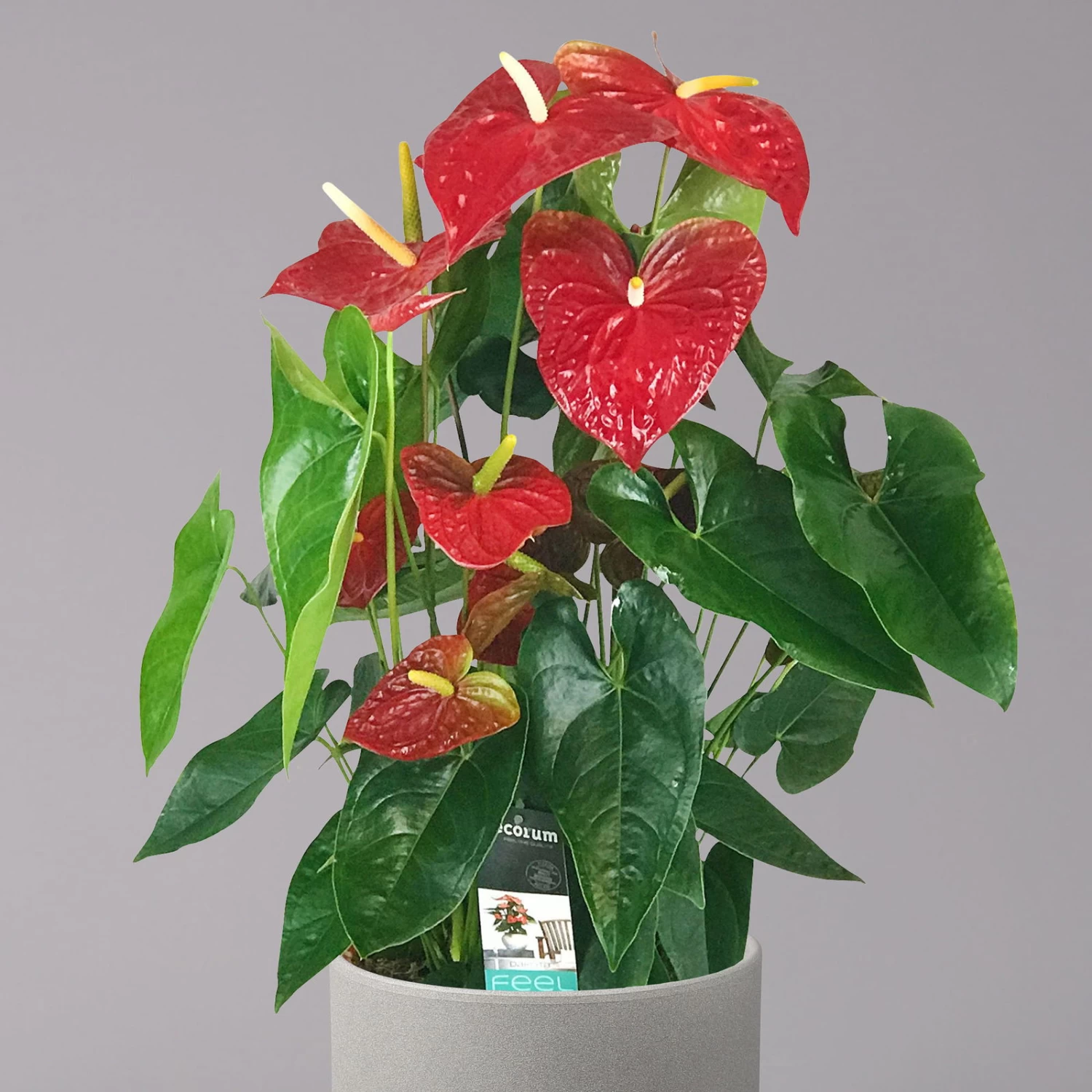 Flamingoblume 'Dakota', Rot, Topf-Ø 26 Cm, Höhe Ca. 80 Cm – Bild 2