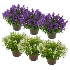 Glockenblume 'Get Mee'®, Blau Und Weiß, Topf-Ø 10,5 Cm, Höhe Ca. 15 Cm