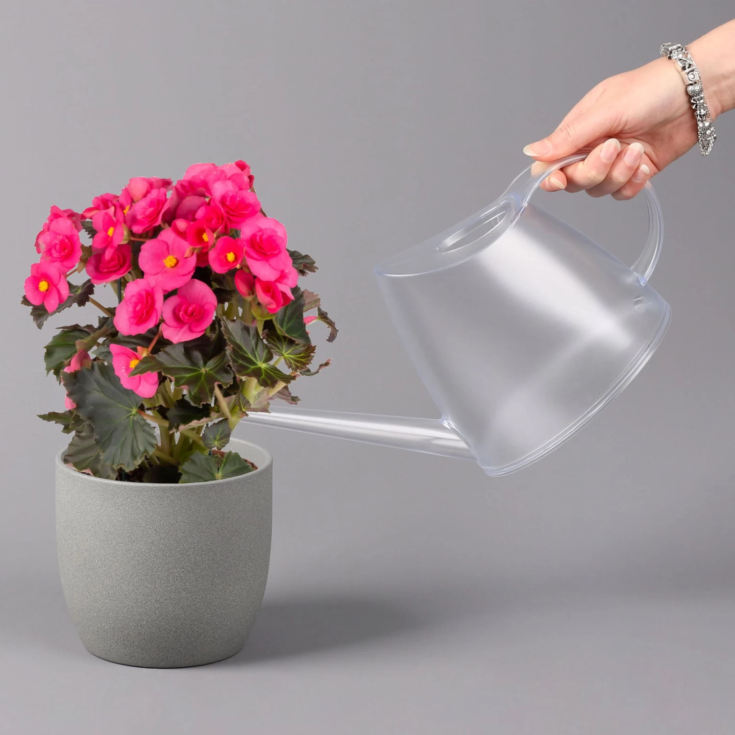 Elatior-Begonie, Topf-Ø 14 Cm, Verschiedene Farben, Höhe Ca. 20-27 Cm, 4er-Set – Bild 11