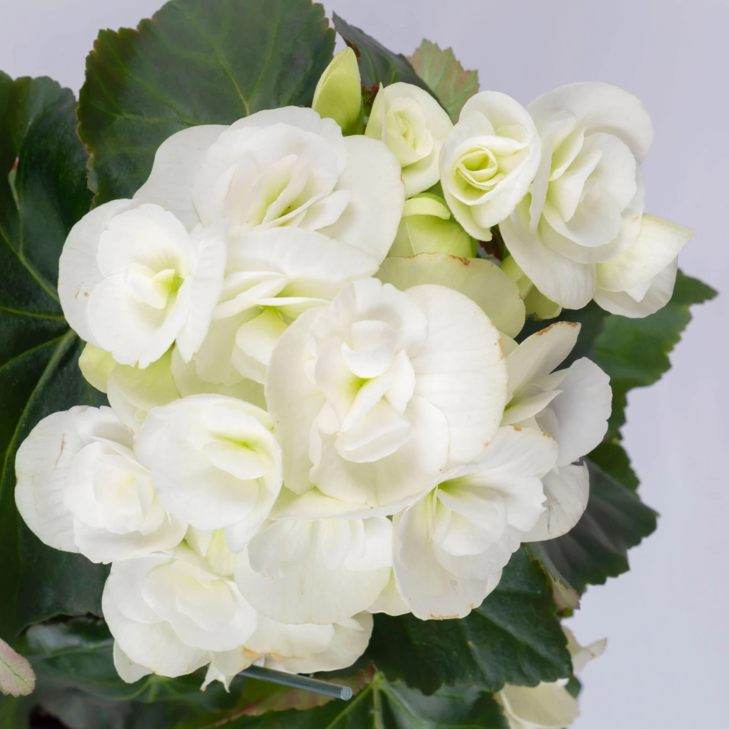 Elatior-Begonie, Topf-Ø 14 Cm, Verschiedene Farben, Höhe Ca. 20-27 Cm, 4er-Set – Bild 3