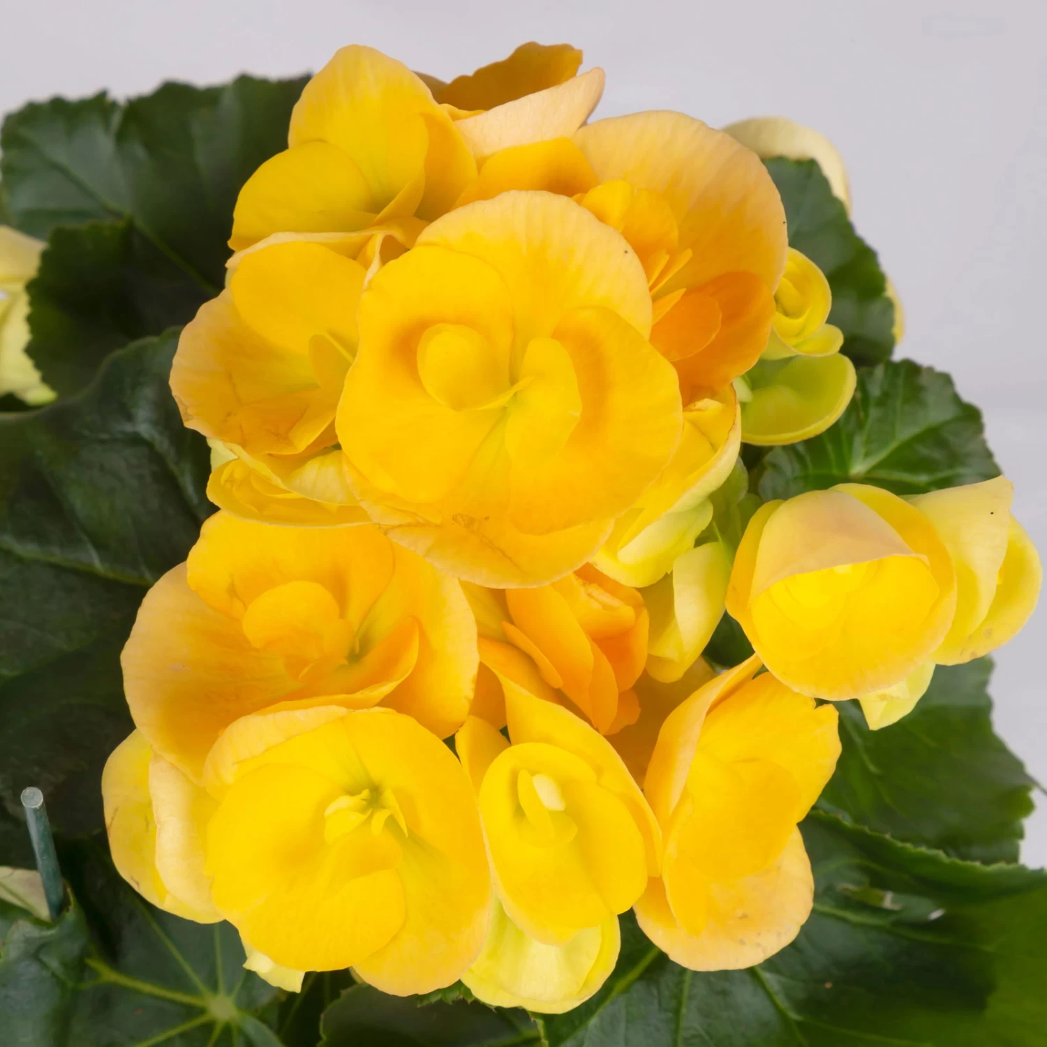 Elatior-Begonie, Topf-Ø 14 Cm, Verschiedene Farben, Höhe Ca. 20-27 Cm, 4er-Set – Bild 5