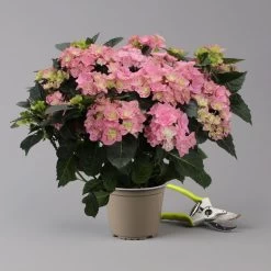 Hortensie 'Double Dutch', Rosa, Topf-Ø 14 Cm, Höhe Ca. 40 Cm