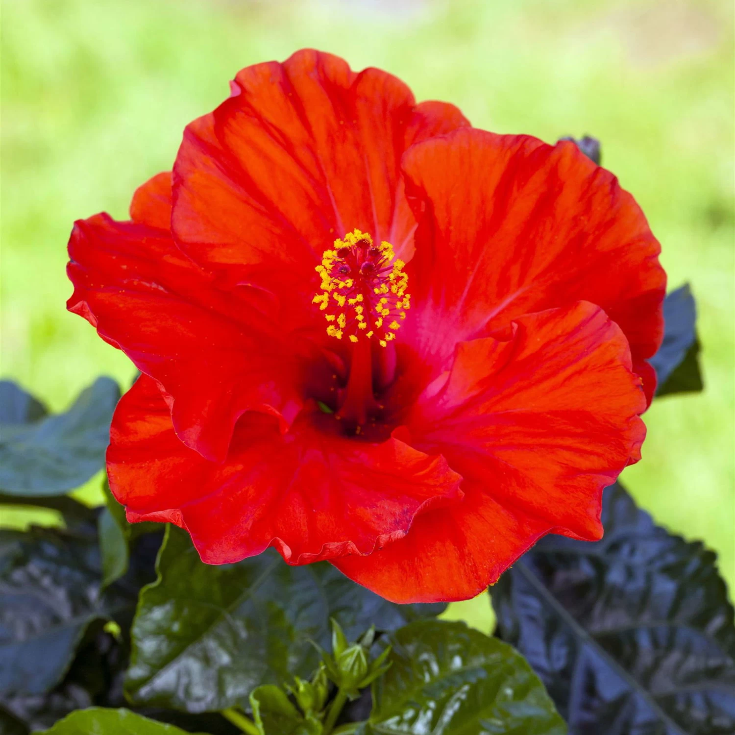 Hibiskus, Rot, Mit Keramiktopf Dallas Weiß, Topf-Ø 13 Cm, Höhe Ca. 35 Cm – Bild 5