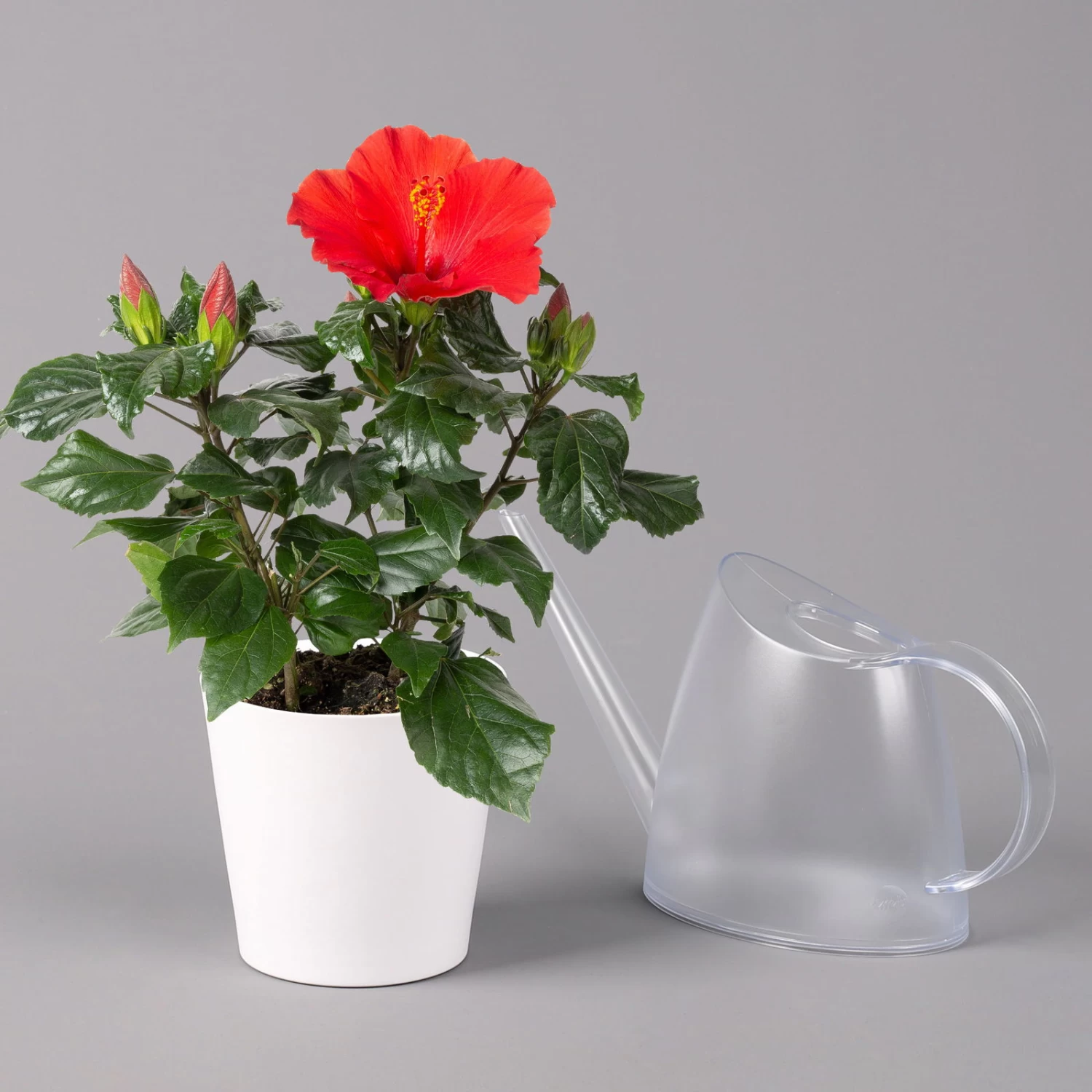 Hibiskus, Rot, Mit Keramiktopf Dallas Weiß, Topf-Ø 13 Cm, 2er-Set – Bild 4