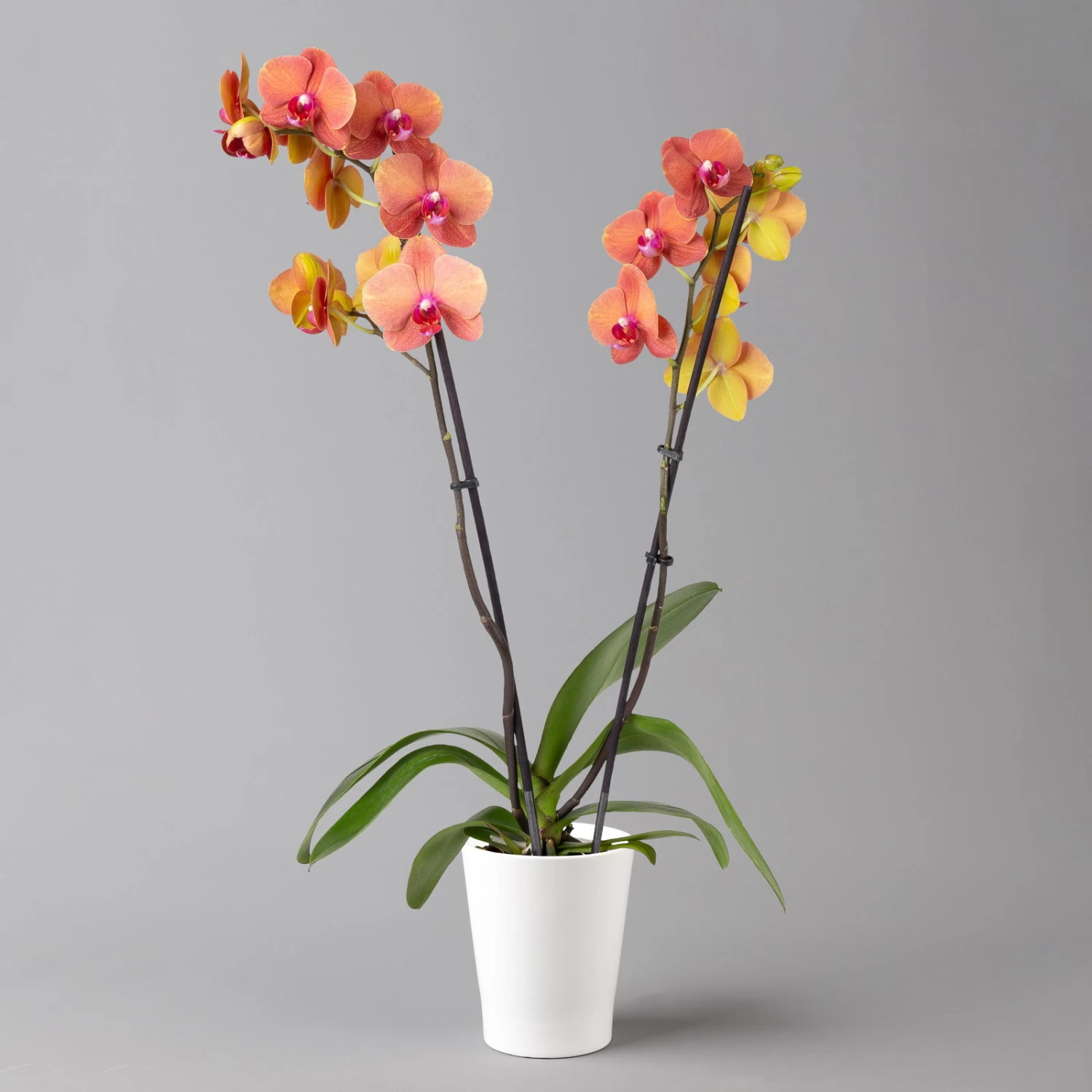 Schmetterlingsorchidee, Inkl. Keramiktopf, Orange, Topf-Ø 12cm, Höhe Ca. 60 Cm