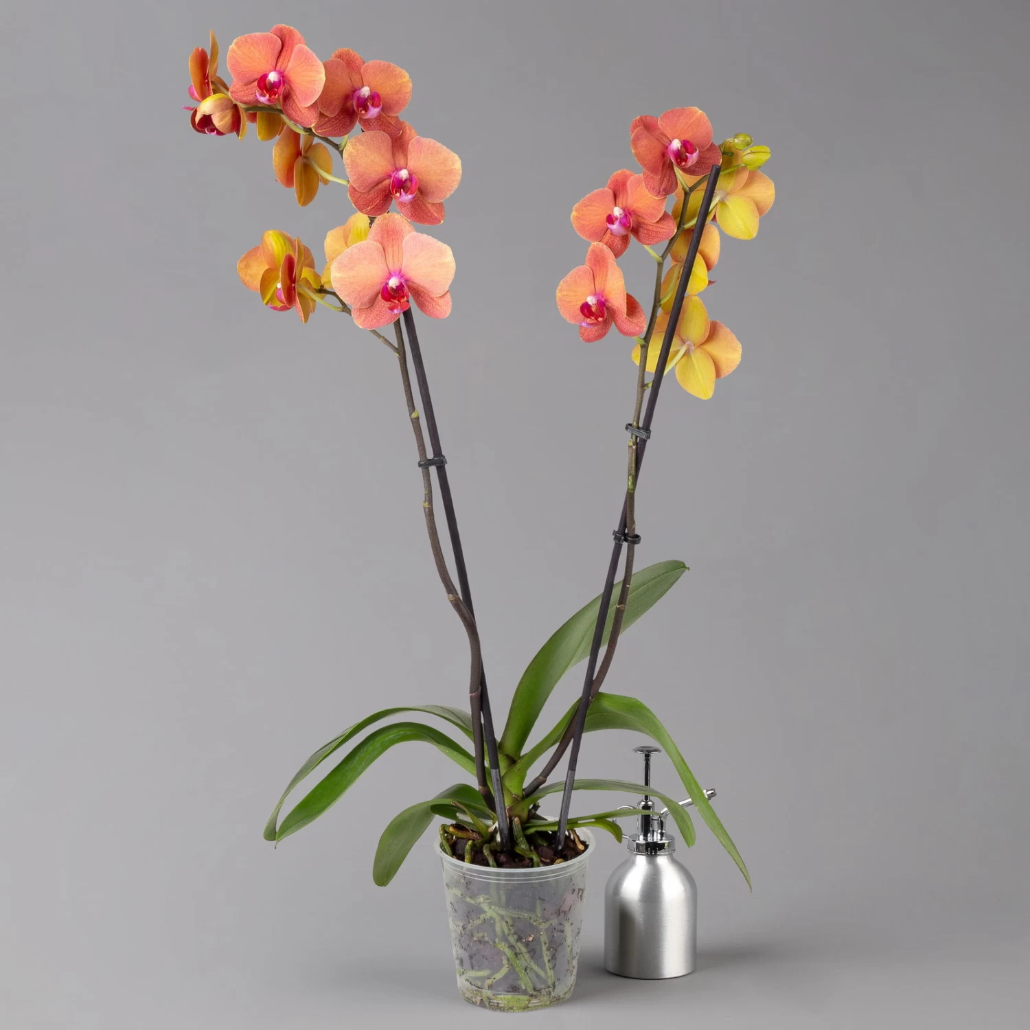 Schmetterlingsorchidee, Inkl. Keramiktopf, Orange, Topf-Ø 12cm, Höhe Ca. 60 Cm – Bild 3