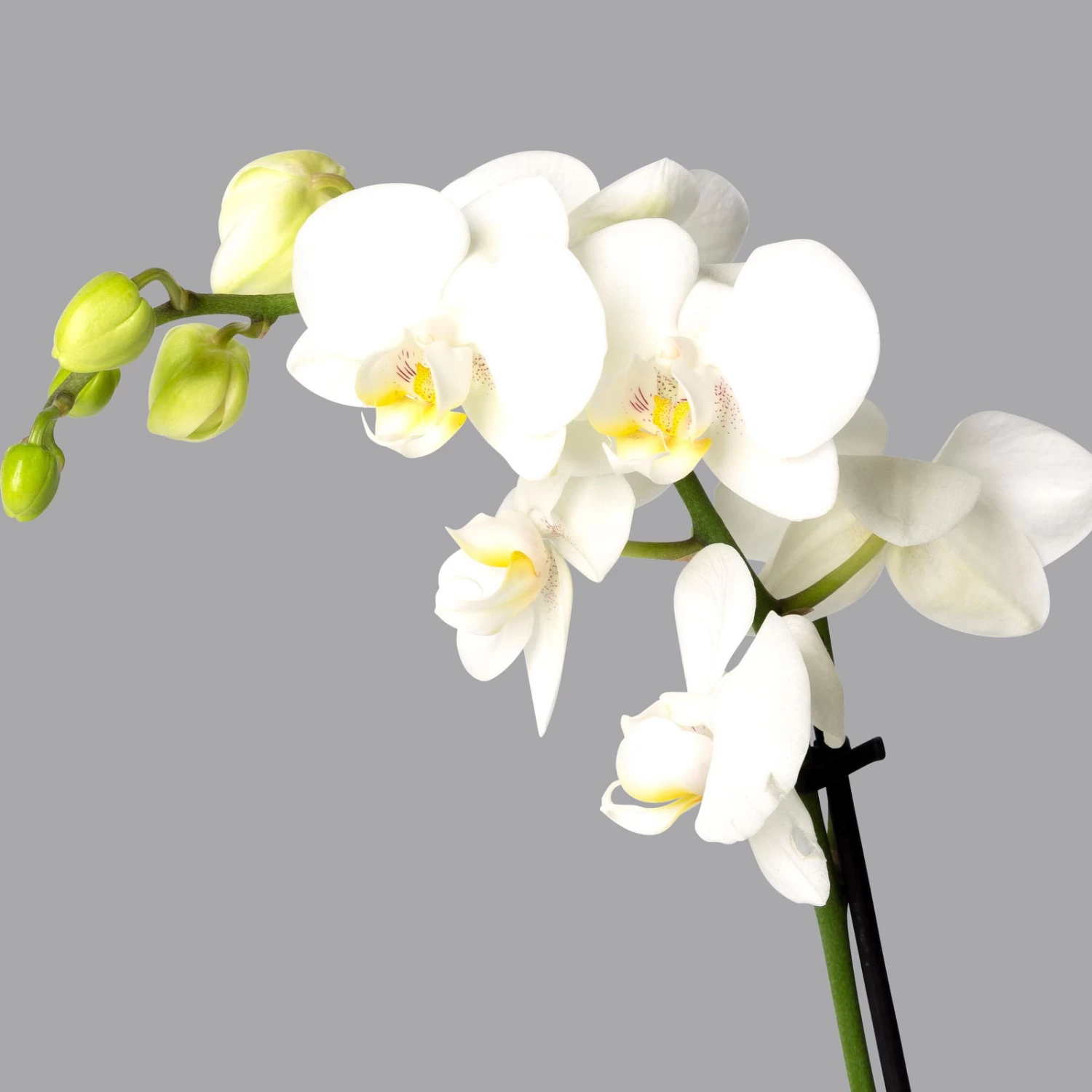 Schmetterlingsorchidee Weiß, 2 Rispen, Topf-Ø 12 Cm, Höhe Ca. 50 Cm – Bild 2