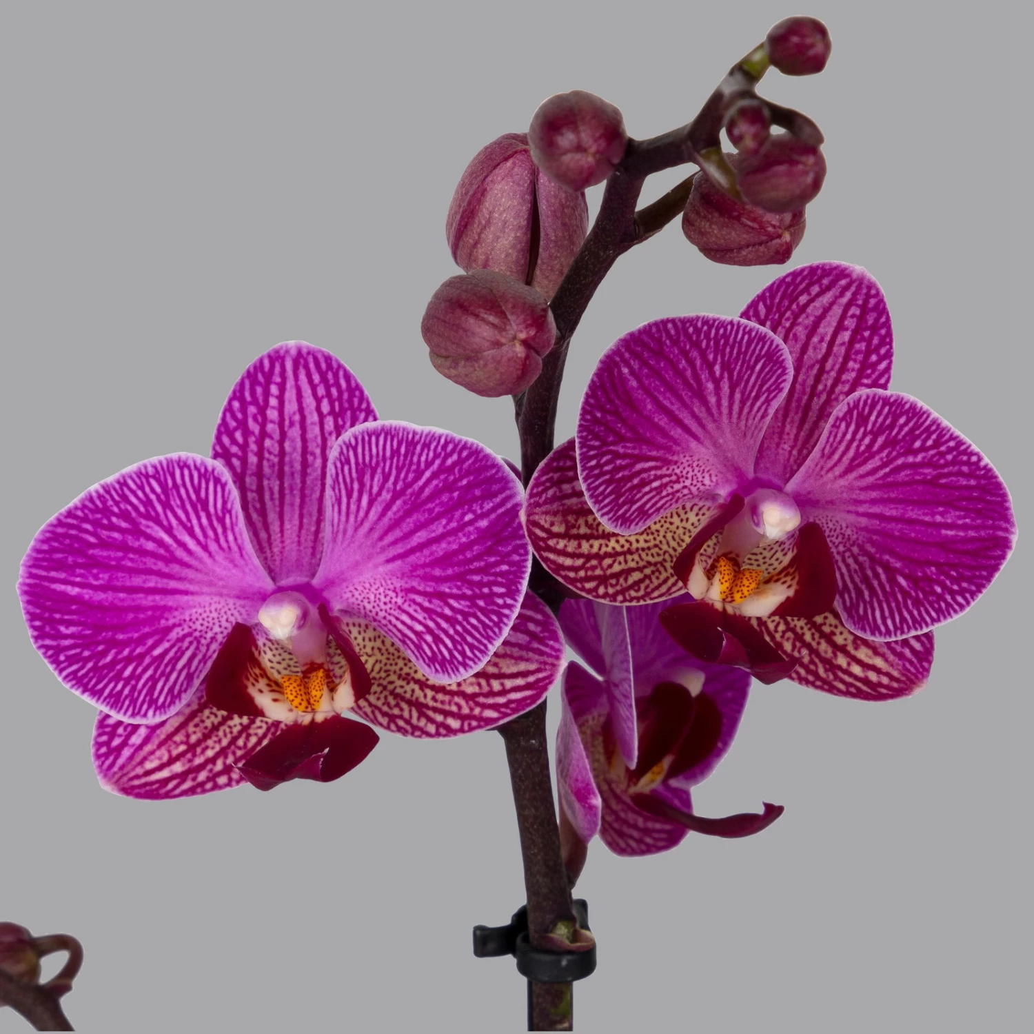 Phalaenopsis Lila, 2 Rispen, Topf-Ø 12 Cm, Höhe Ca. 50 Cm – Bild 2