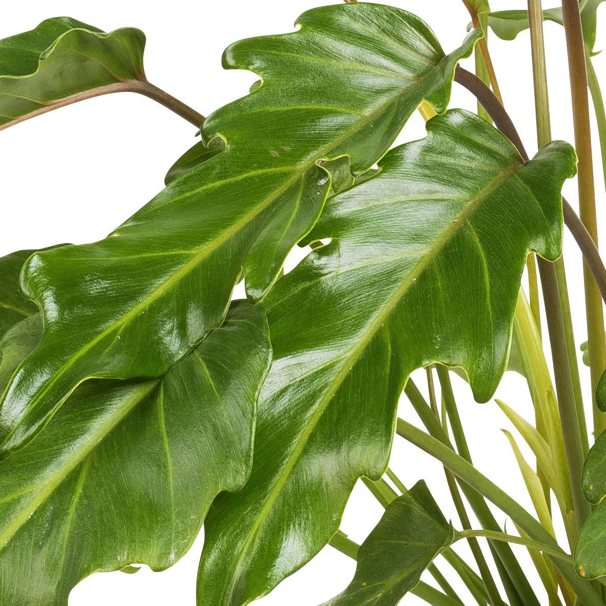 Philodendron Xanadu, Topf-Ø 17 Cm, Höhe Ca. 55 Cm – Bild 2