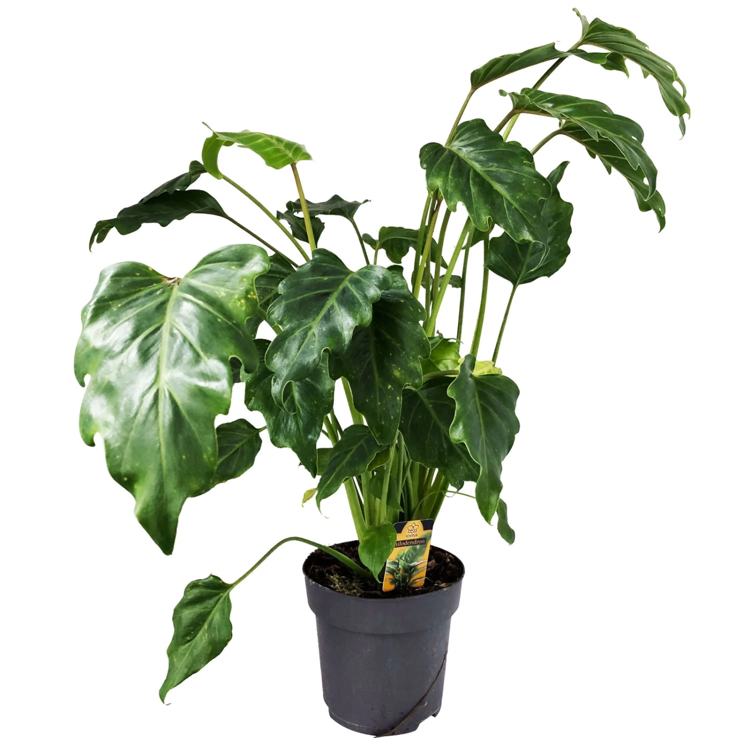 Philodendron Xanadu, Topf-Ø 17 Cm, Höhe Ca. 55 Cm – Bild 3