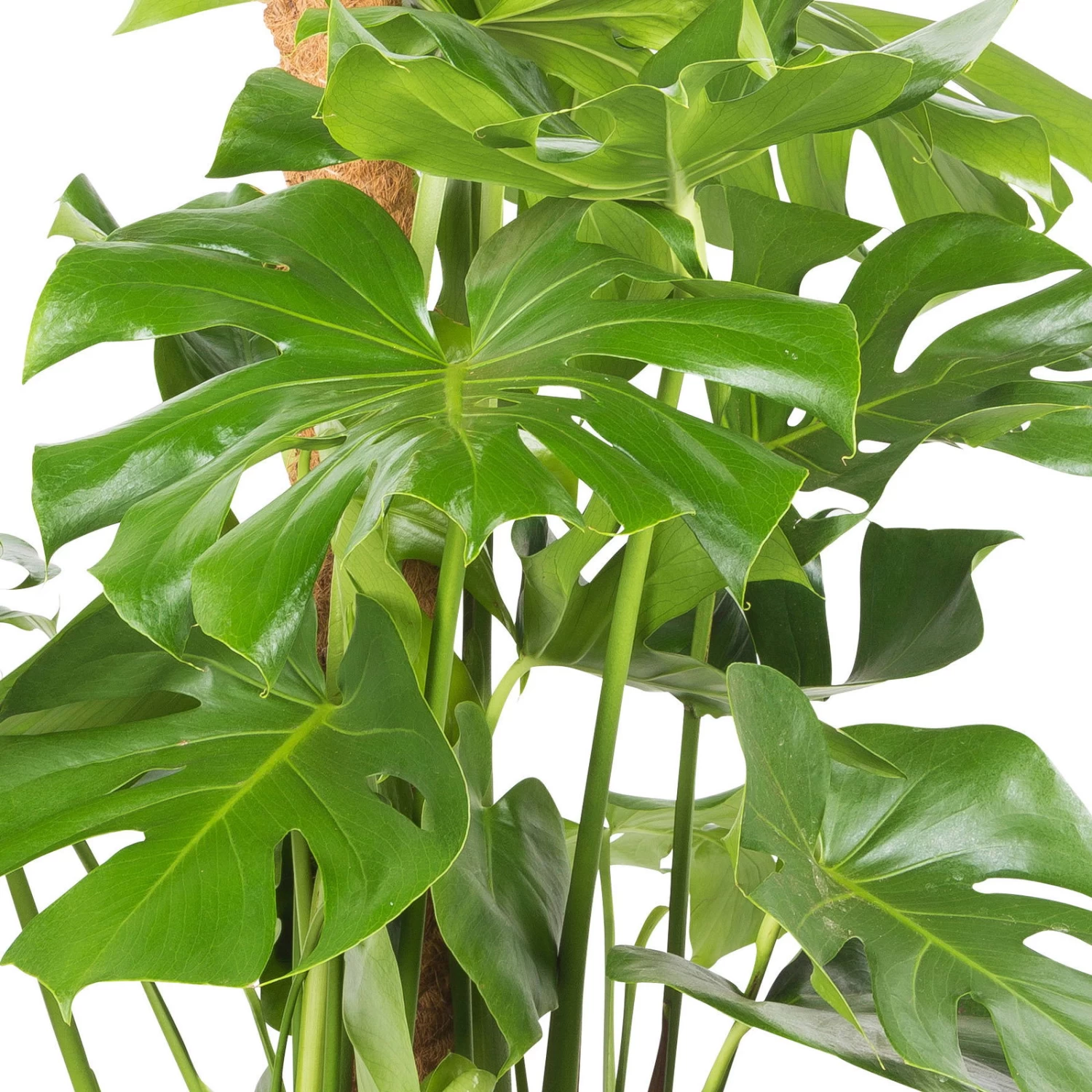 Monstera Deliciosa, Topf-Ø 27 Cm, Höhe Ca. 120 Cm – Bild 4