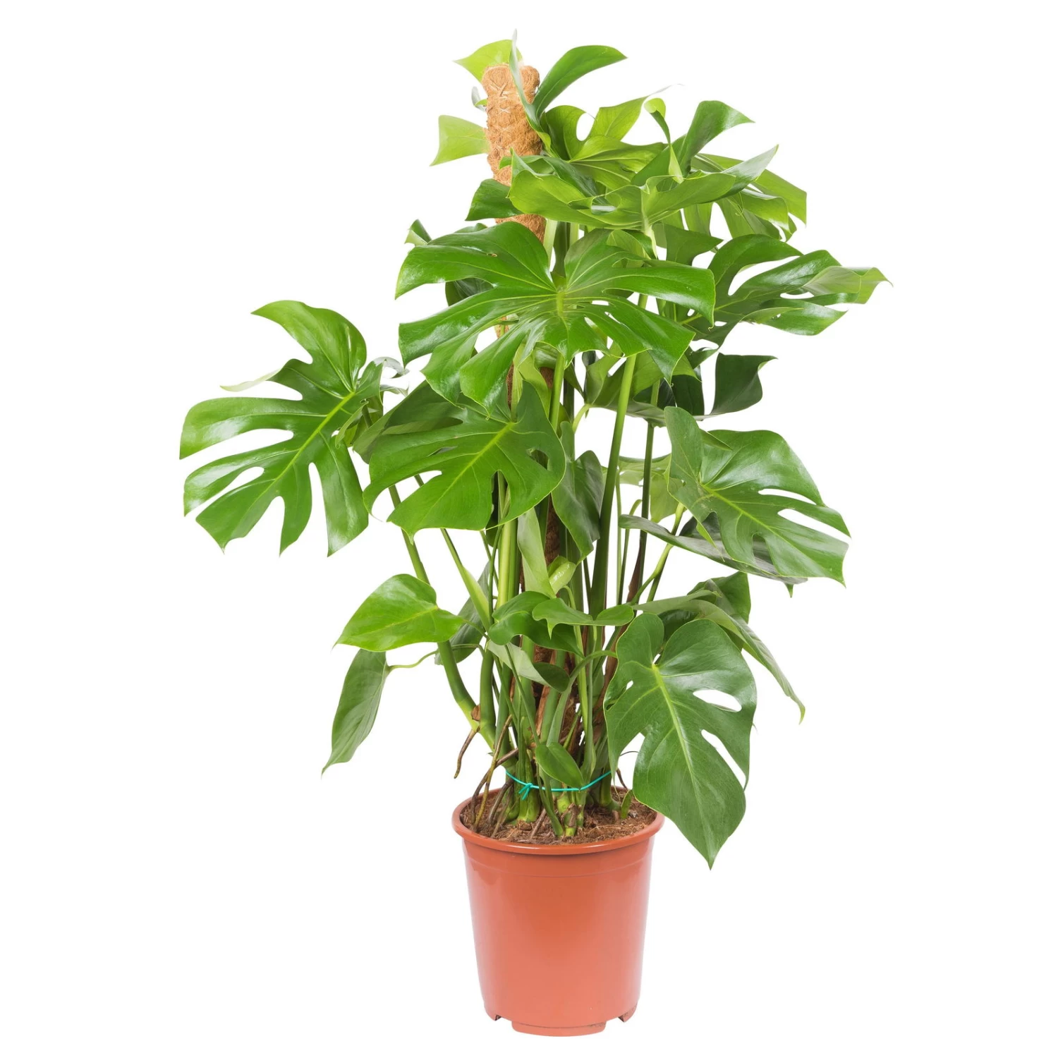 Monstera Deliciosa, Topf-Ø 27 Cm, Höhe Ca. 120 Cm – Bild 3