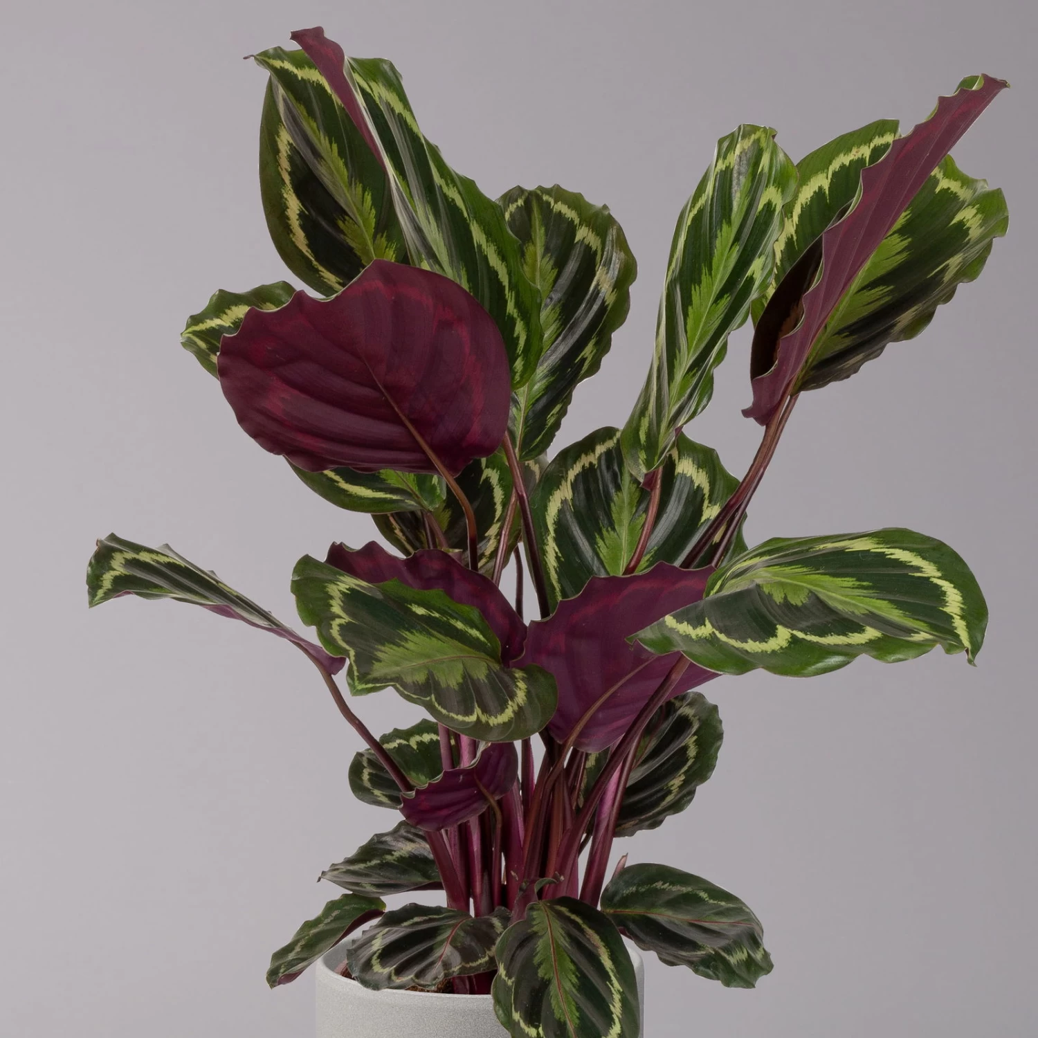 Calathea 'Medallion', Topf-Ø 19 Cm, Höhe Ca. 85 Cm – Bild 2