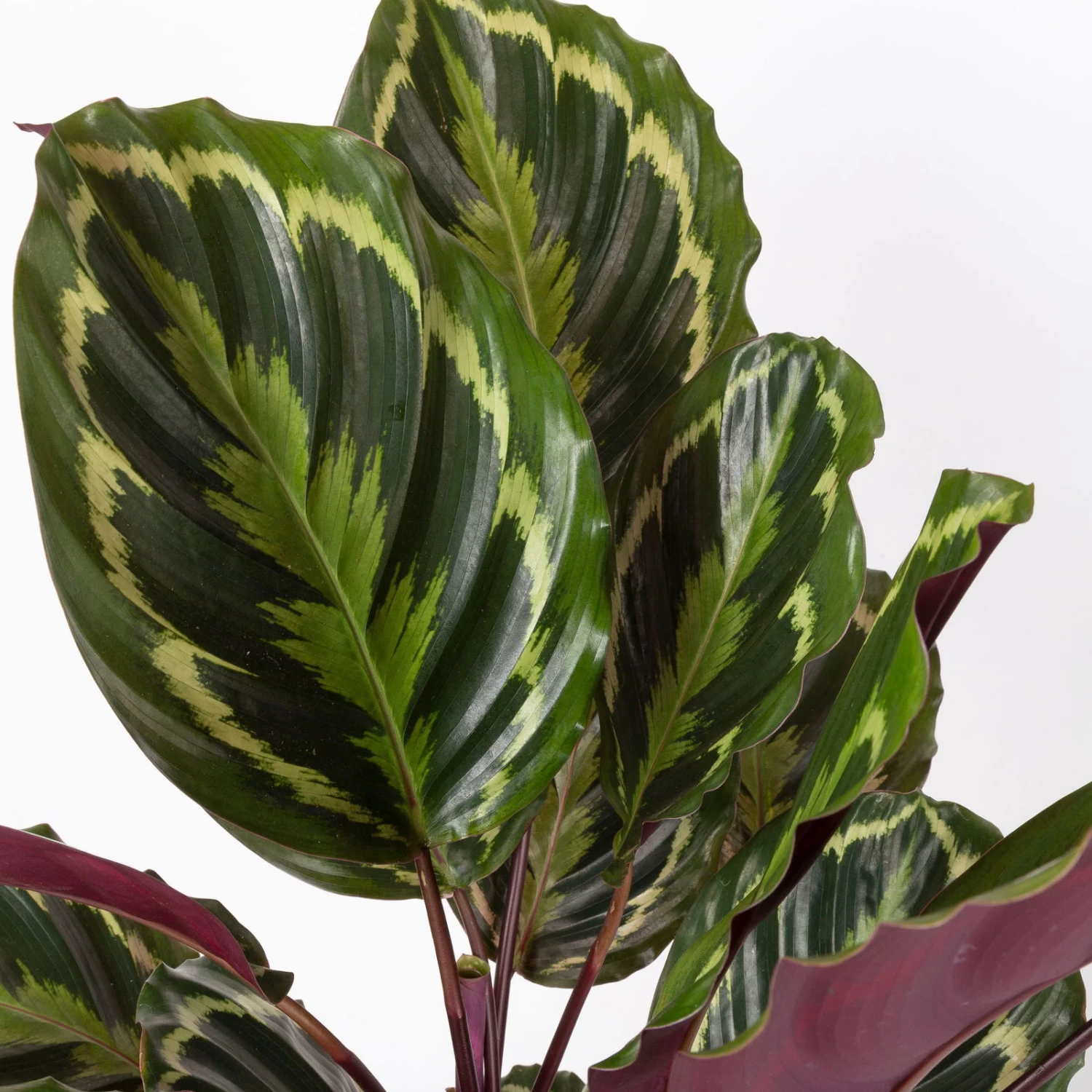 Calathea 'Medallion', Topf-Ø 19 Cm, Höhe Ca. 85 Cm – Bild 4