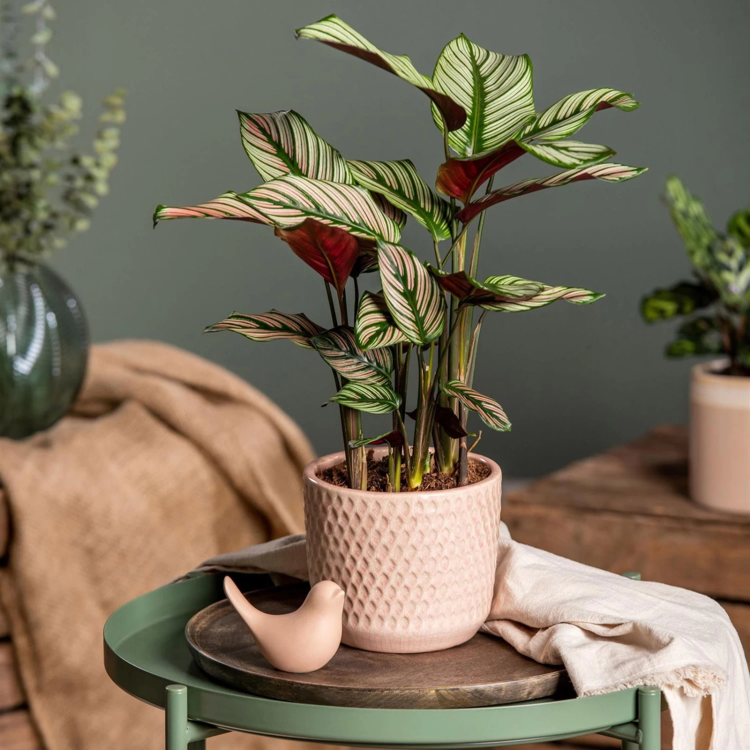 Calathea Majestica 'Whitestar', Topf-Ø 14 Cm, Höhe Ca. 35-45 Cm – Bild 5