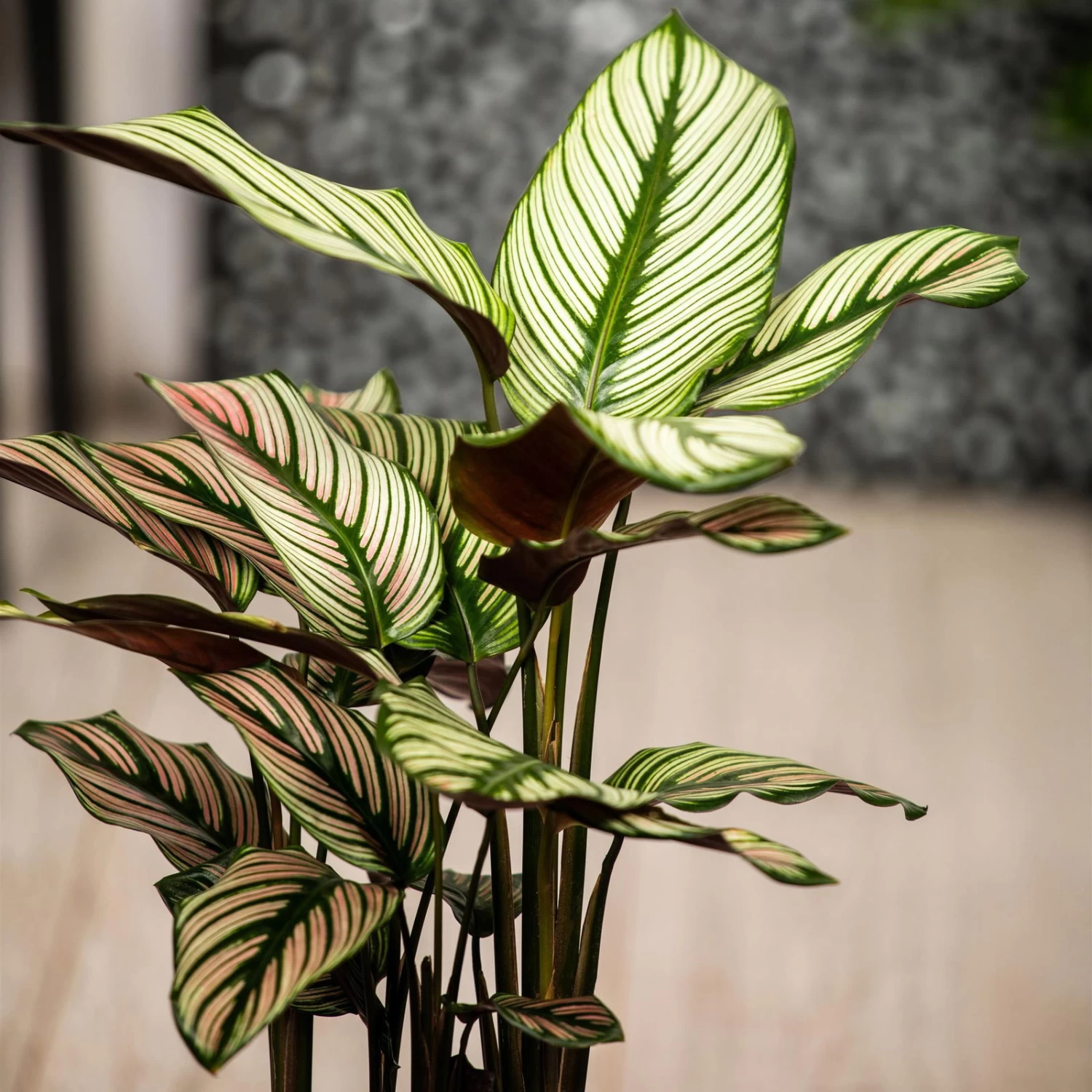 Calathea Majestica 'Whitestar', Topf-Ø 14 Cm, Höhe Ca. 35-45 Cm – Bild 6