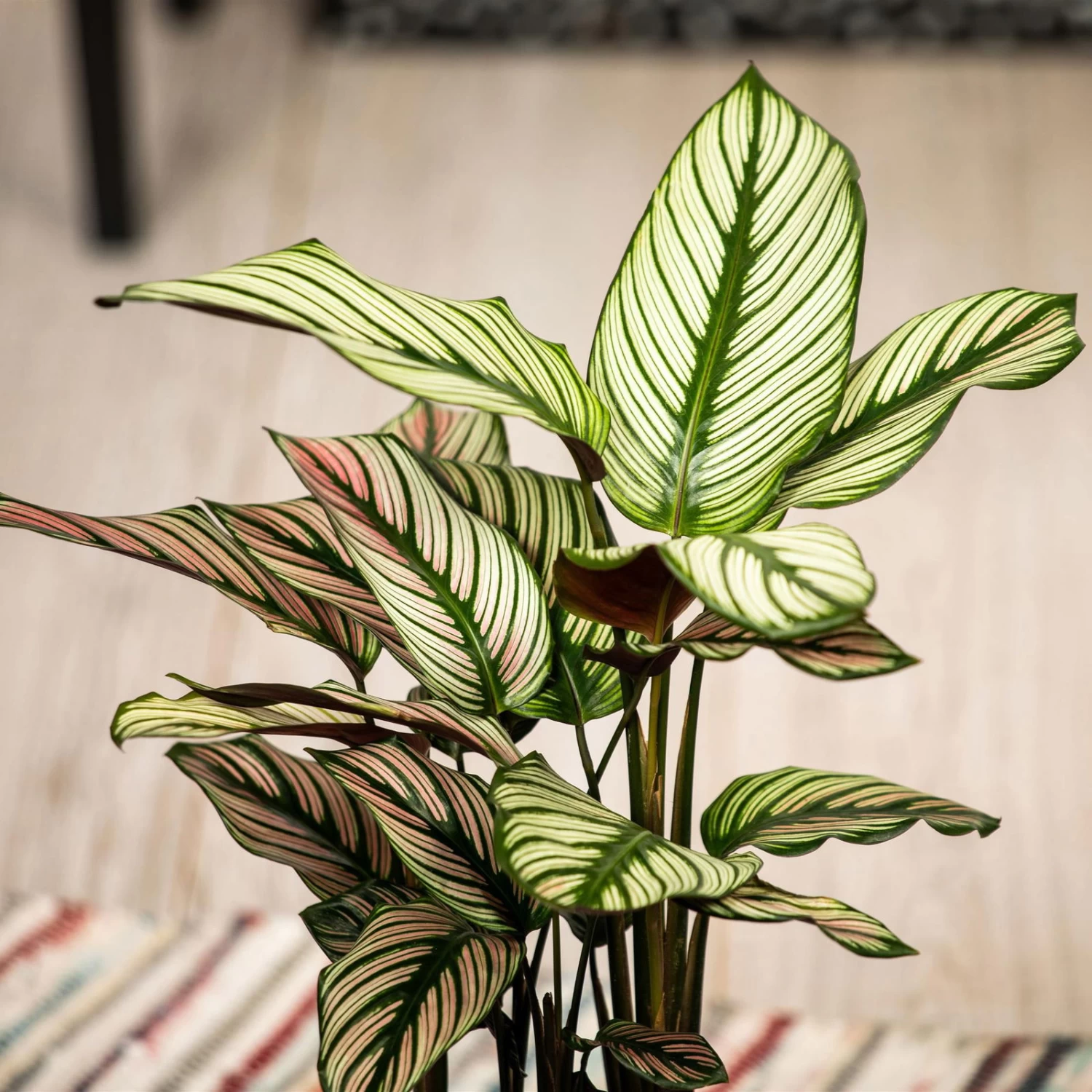 Calathea Majestica 'Whitestar', Topf-Ø 14 Cm, Höhe Ca. 35-45 Cm – Bild 7