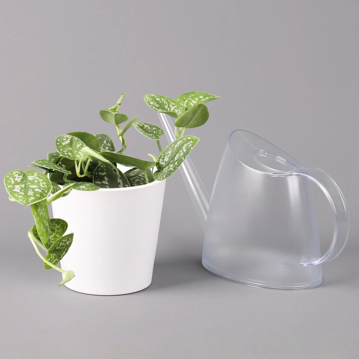 Scindapsus Pictus 'Argyraeus' In Keramitopf Dallas Weiß, Topf-Ø 12 Cm, 2er-Set – Bild 4