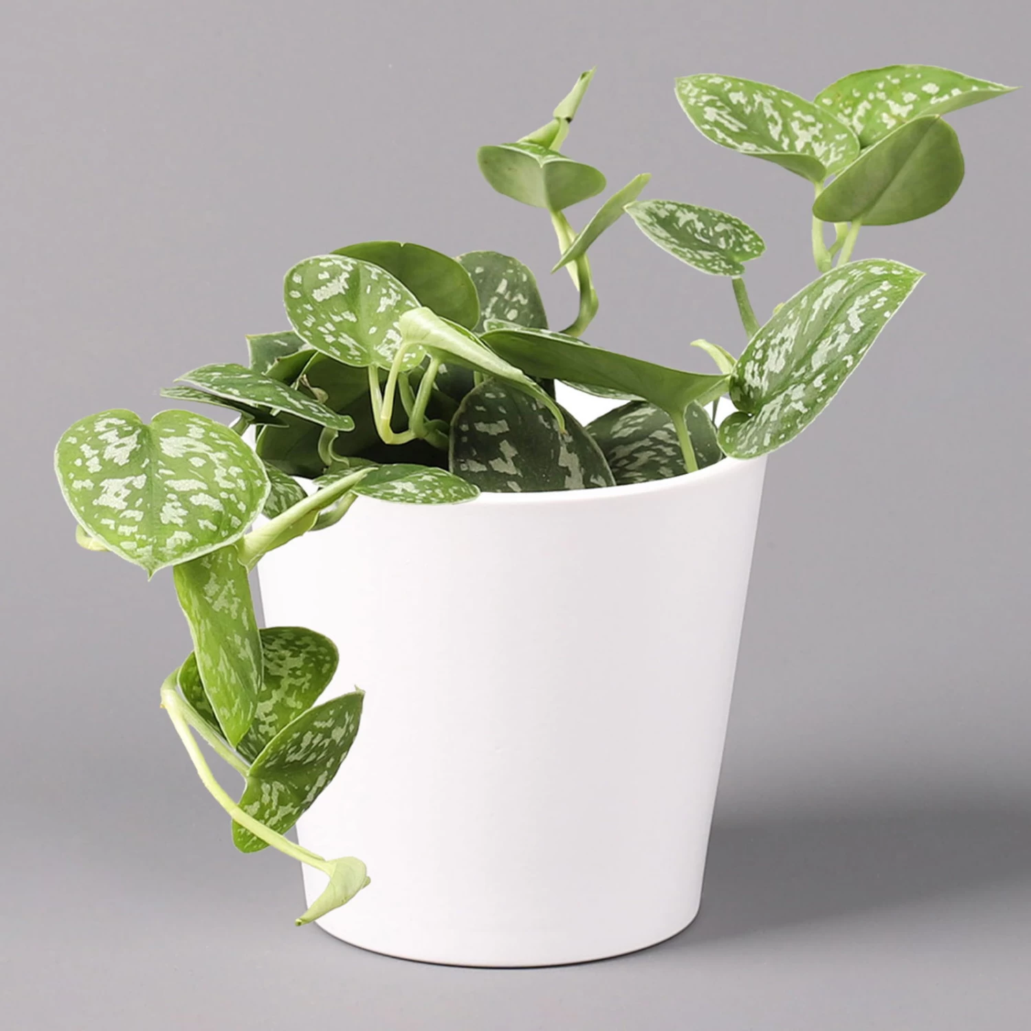 Scindapsus Pictus 'Argyraeus' In Keramitopf Dallas Weiß, Topf-Ø 12 Cm, 2er-Set – Bild 2