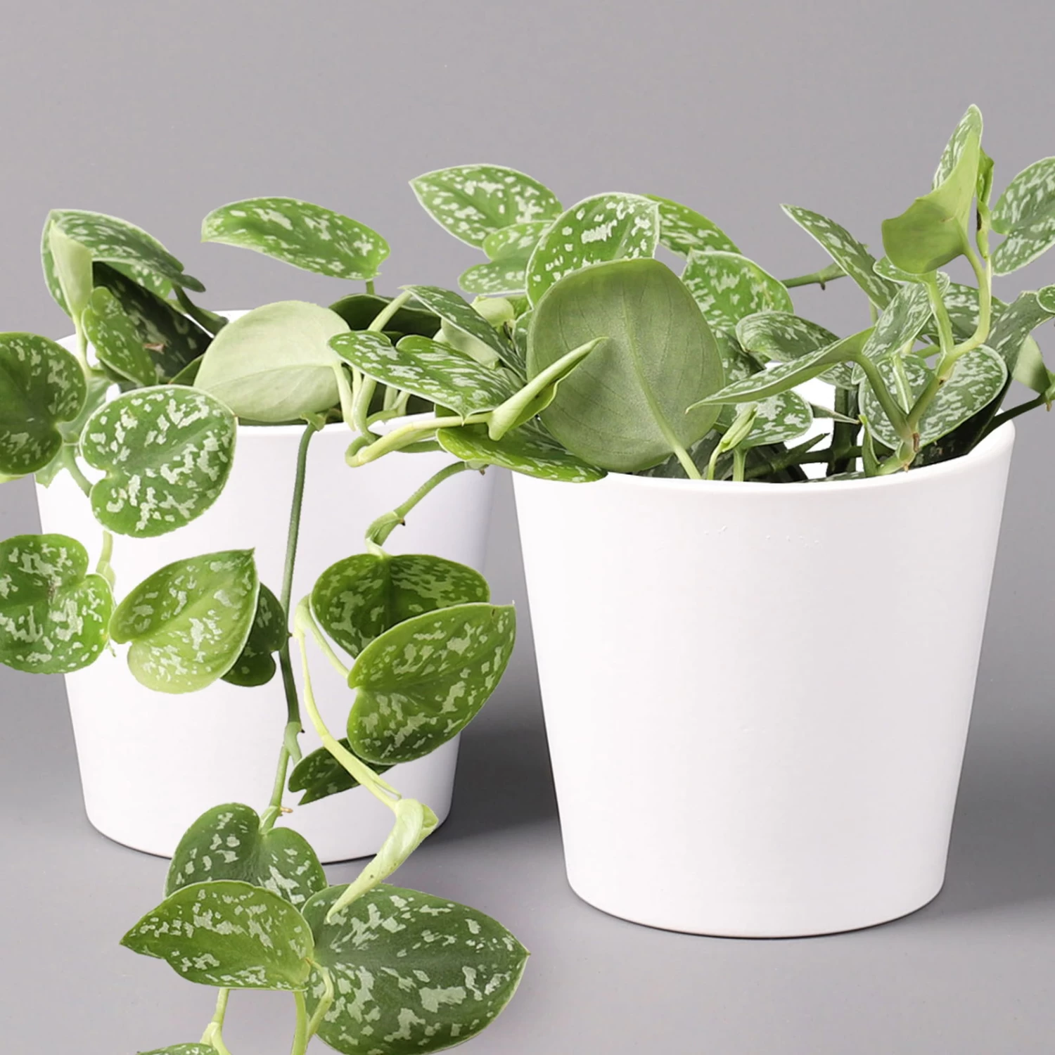 Scindapsus Pictus 'Argyraeus' In Keramitopf Dallas Weiß, Topf-Ø 12 Cm, 2er-Set