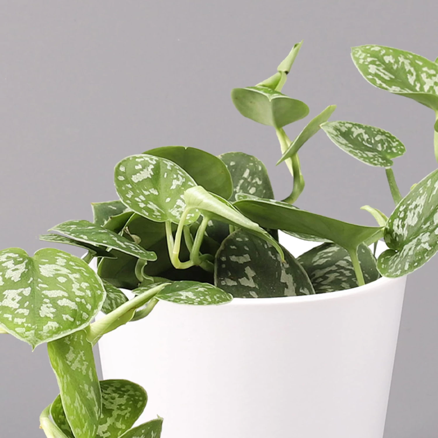 Scindapsus Pictus 'Argyraeus' In Keramitopf Dallas Weiß, Topf-Ø 12 Cm, 2er-Set – Bild 3