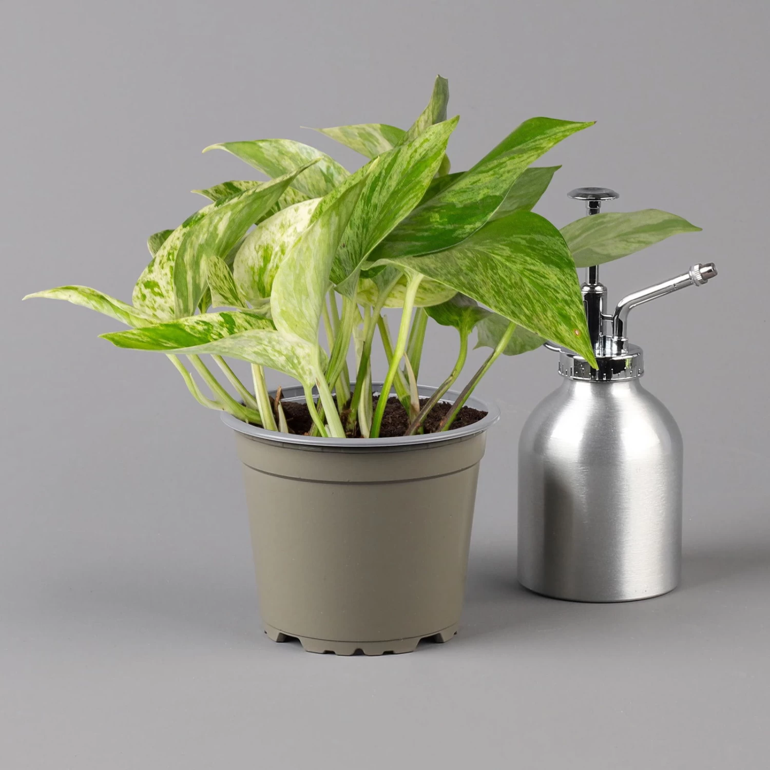 Efeutute 'Marble Queen' Inkl. Übertopf Vibes Blau, Topf-Ø 12 Cm, Höhe Ca. 15 Cm – Bild 2