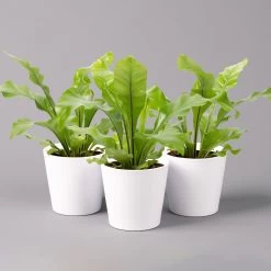 Nestfarn, Mit Keramiktopf Dallas Weiß, Topf-Ø12cm, Höhe Ca. 35 Cm, 3er-Set