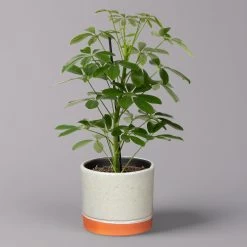 Strahlenaralie 'Nora' In Keramiktopf Lauren Grün, Topf-Ø 13 Cm, Höhe Ca. 45 Cm