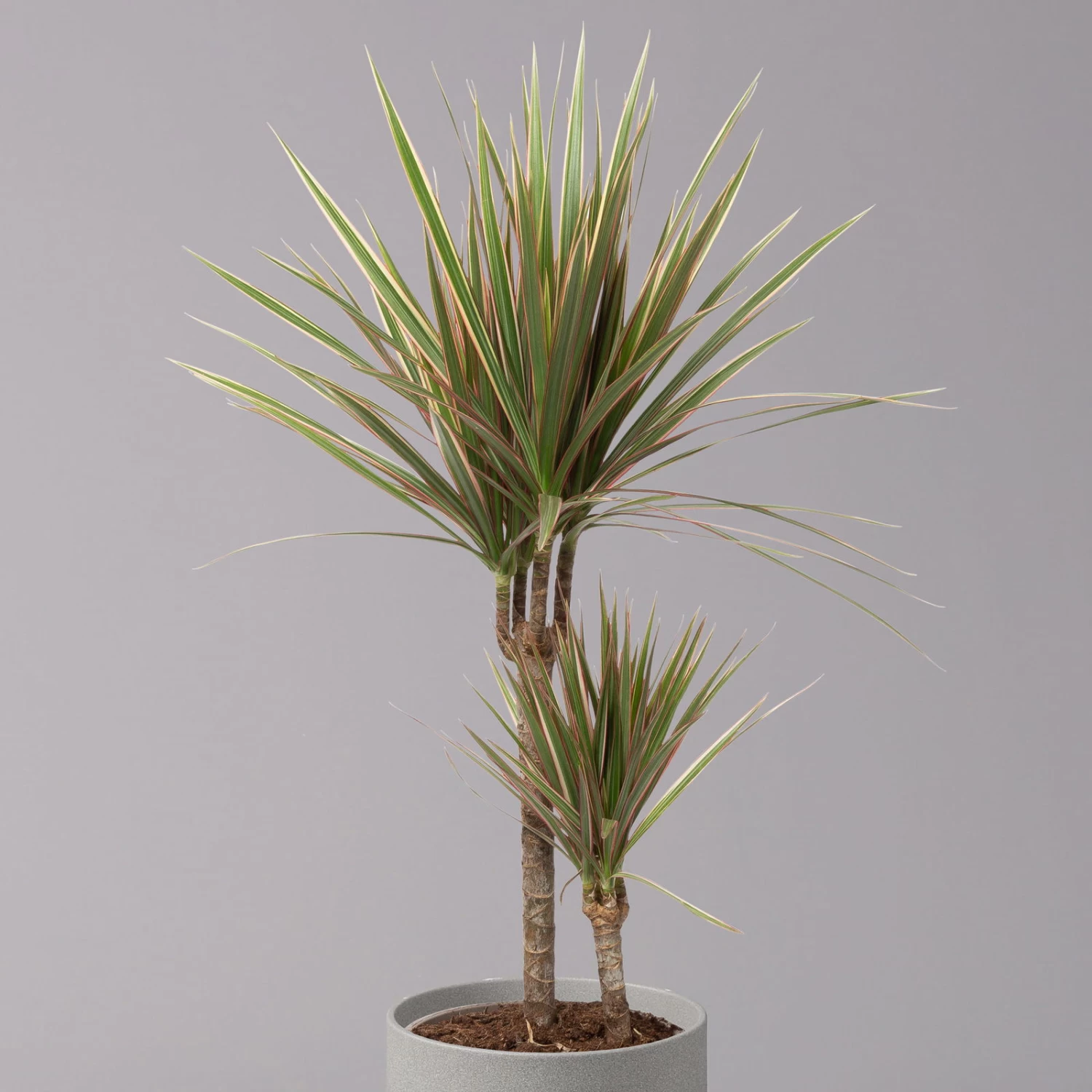 Gerandeter Drachenbaum 'Bicolor', Topf-Ø 17 Cm, Höhe Ca. 70 Cm – Bild 2