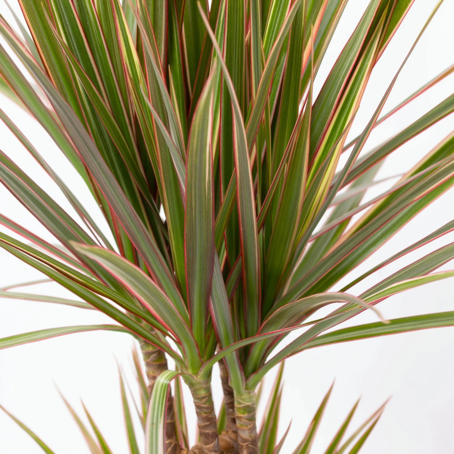 Gerandeter Drachenbaum 'Bicolor', Topf-Ø 17 Cm, Höhe Ca. 70 Cm – Bild 5