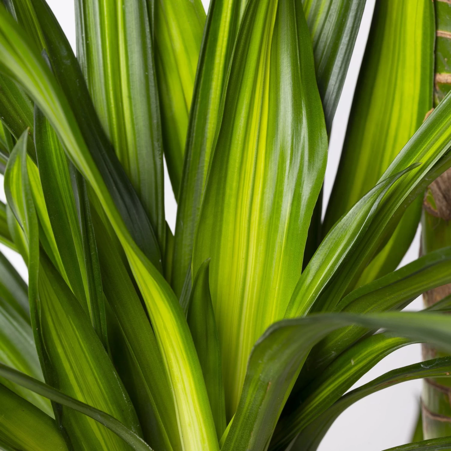 Duftender Drachenbaum 'Riki', Topf-Ø 27 Cm, Höhe Ca. 170 Cm – Bild 4