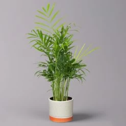 Bergpalme In Keramiktopf Lauren Grün, Topf-Ø 12 Cm, Höhe Ca. 40 Cm