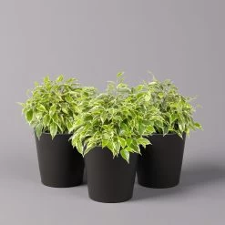 Birkenfeige 'Kinky' In Keramiktopf Anthrazit, Topf-Ø 12cm, H: Ca. 25 Cm, 3er-Set