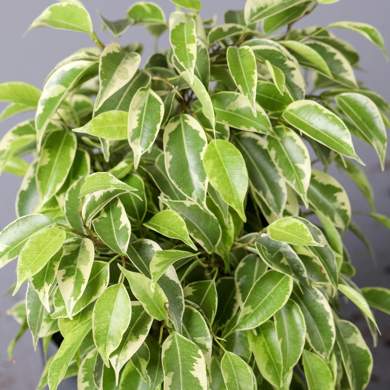 Birkenfeige 'Kinky' In Keramiktopf Anthrazit, Topf-Ø 12cm, H: Ca. 25 Cm, 3er-Set – Bild 5