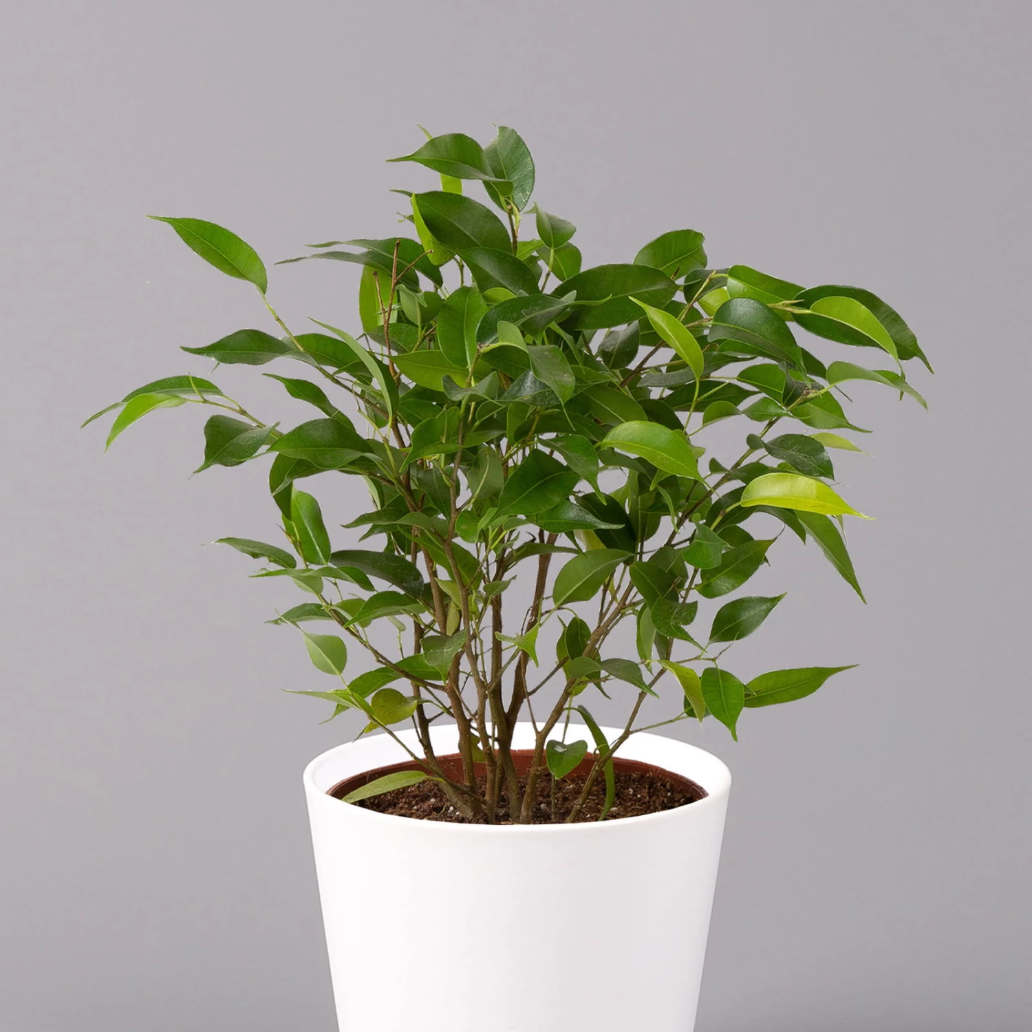 Birkenfeige 'Natasja' Inkl. Übertopf Dallas Weiß, Topf 12cmØ, Höhe Ca. 25cm – Bild 2