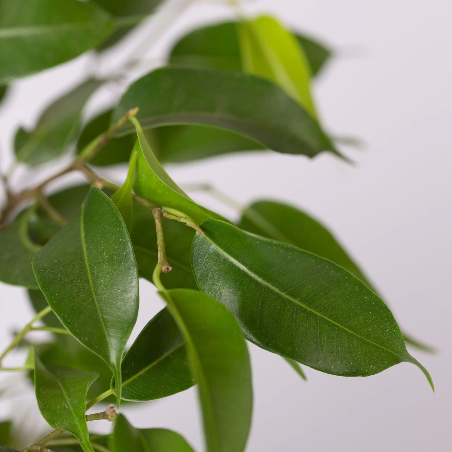 Birkenfeige 'Natasja' Inkl. Übertopf Dallas Weiß, Topf 12cmØ, Höhe Ca. 25cm – Bild 4