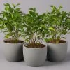 Birkenfeige 'Natasja', Topf 12 Cm Ø, Höhe Ca. 25cm, 3er-Set