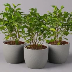 Birkenfeige 'Natasja', Topf 12 Cm Ø, Höhe Ca. 25cm, 3er-Set