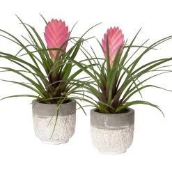 Tillandsia Cyanea In Topf, Rosa-violett, Topf-Ø 5,5 Cm, Höhe Ca. 15 Cm, 2er-Set