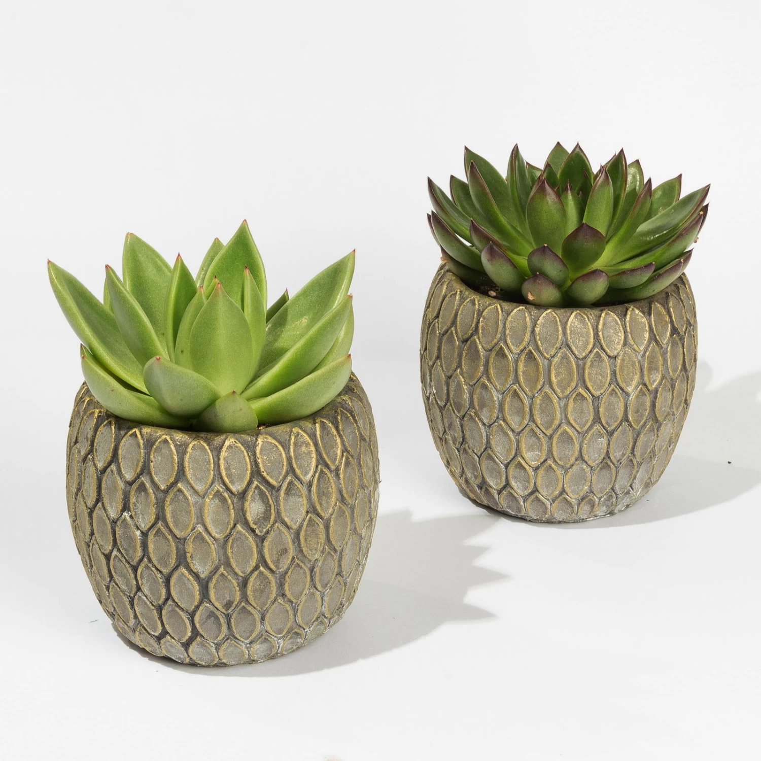 Sukkulenten In Dekotopf 'Marrakesh', Topf-Ø 9 Cm, 2er-Set – Bild 2