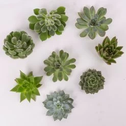 Schnittecheverien-Mix, Ø 8 Cm, 8er-Set