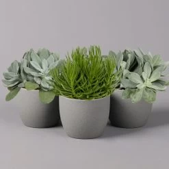 Senecio, Verschiedene Arten Nach Verfügbarkeit, Topf-Ø 12 Cm, 3er-Set