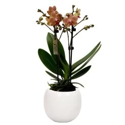 Phalaenopsis, Orangetöne, 2 Rispen, Topf-Ø 9 Cm, Mit Keramikübertopf Weiß