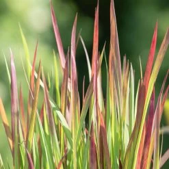 Japanisches Blutgras 'Red Baron', Blattspitzen In Rot, Topf -Ø 19 Cm