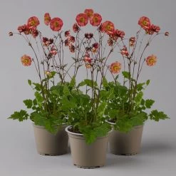 Nelkenwurz 'Flame Of Passion' Hellrot, Topf-Ø 12 Cm, 3er-Set